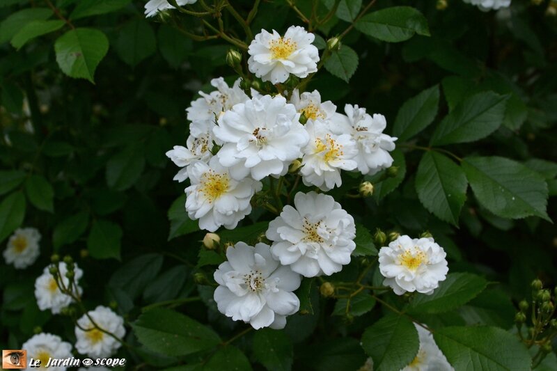 0475-Guirlande-d'Amour