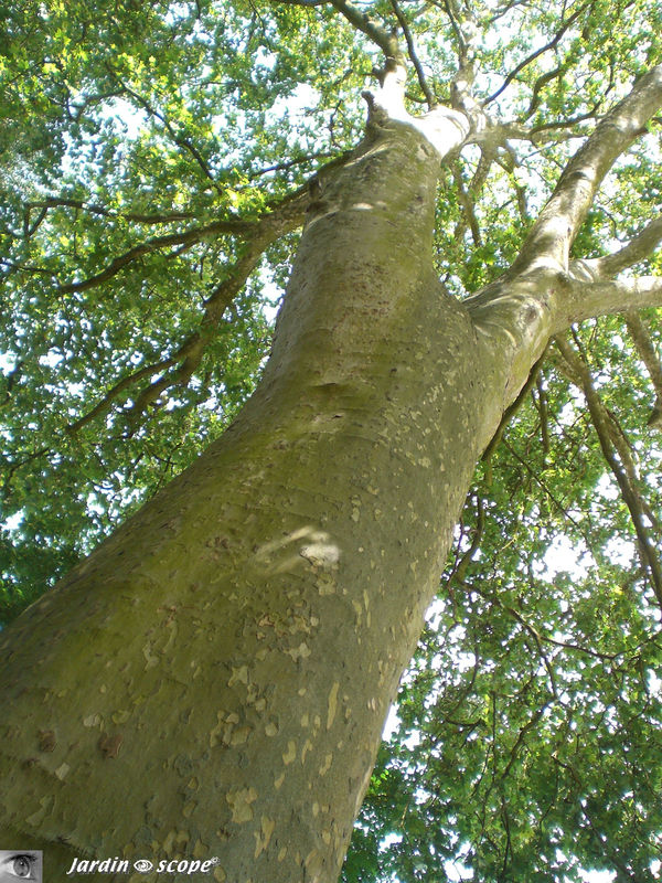 Platane commun • Platanus x acerifolia • F/ Platanaceae