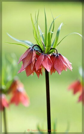Fritillaire_Aurora