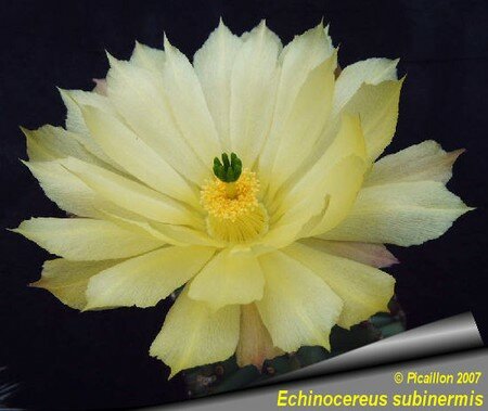 Echinocereus_subinermis_485___2007