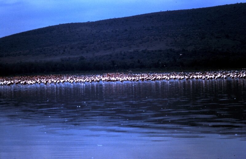 nakuru flamand k