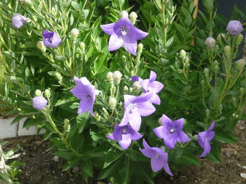 Fleurs été 2009 021