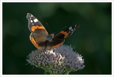 QM_vulcain_fleur_mauve_5_matin_120809