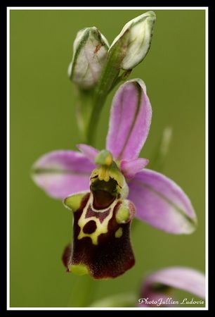 ophrys_bourdon___ophrys_fuciflora_20080519_001