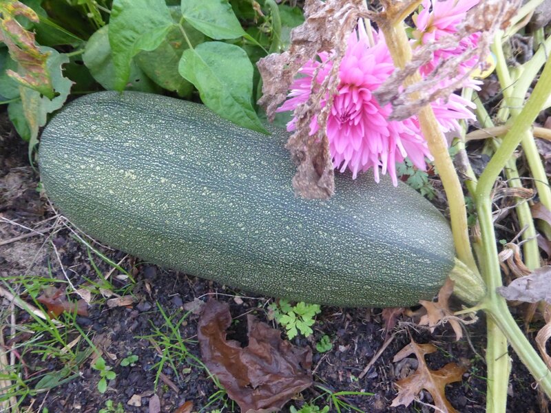 18-grosses courgettes (2)