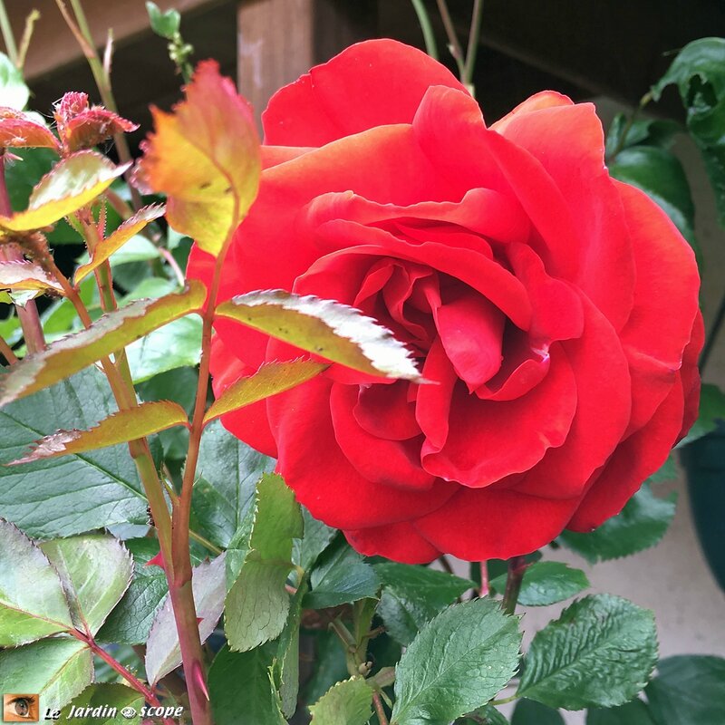 Rosier grimpant Liliana