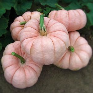 WALLAS GARDENS GRAINES DE CITROUILLE HYBRIDE