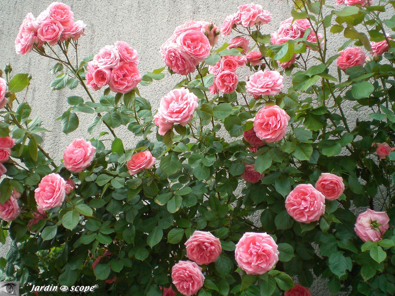 Rosier grimpant 'Kimono' à la floraison abondante