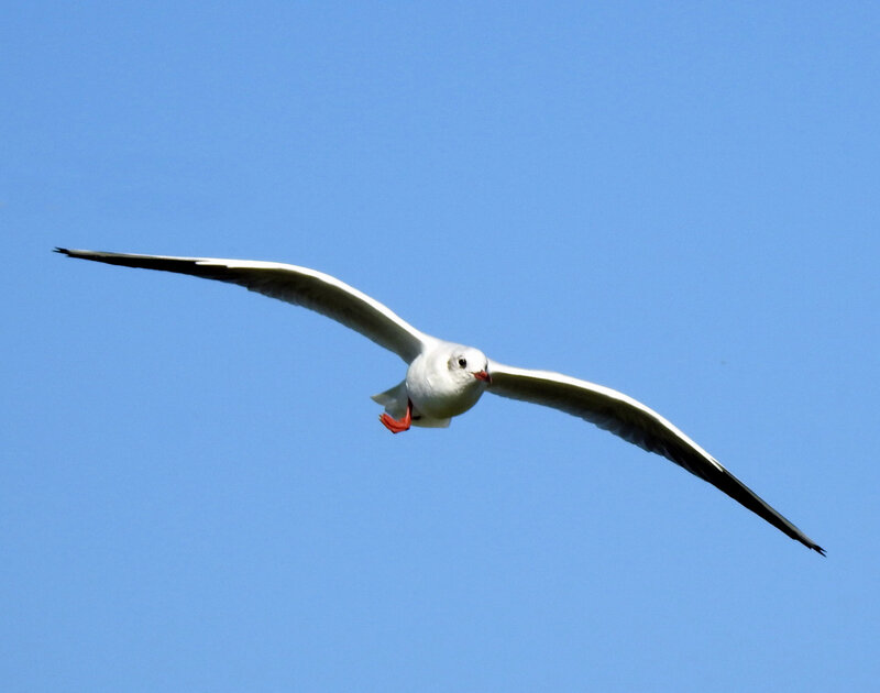 Ch35 - Mimi, la petite mouette du Loch 02