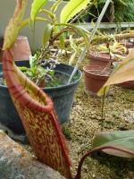Plantes carnivores