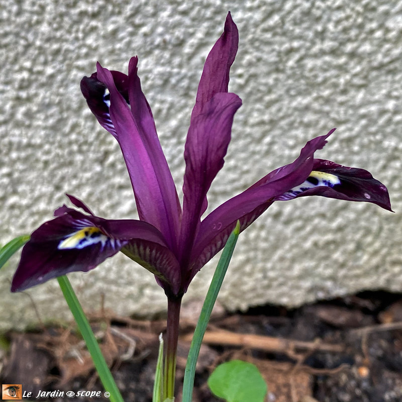 Iris-réticulé