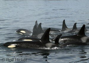 killerwhales