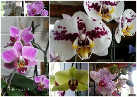 2013 orchidées