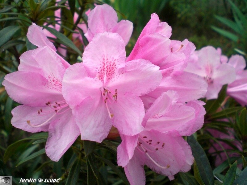 Rhodo ponticum 2