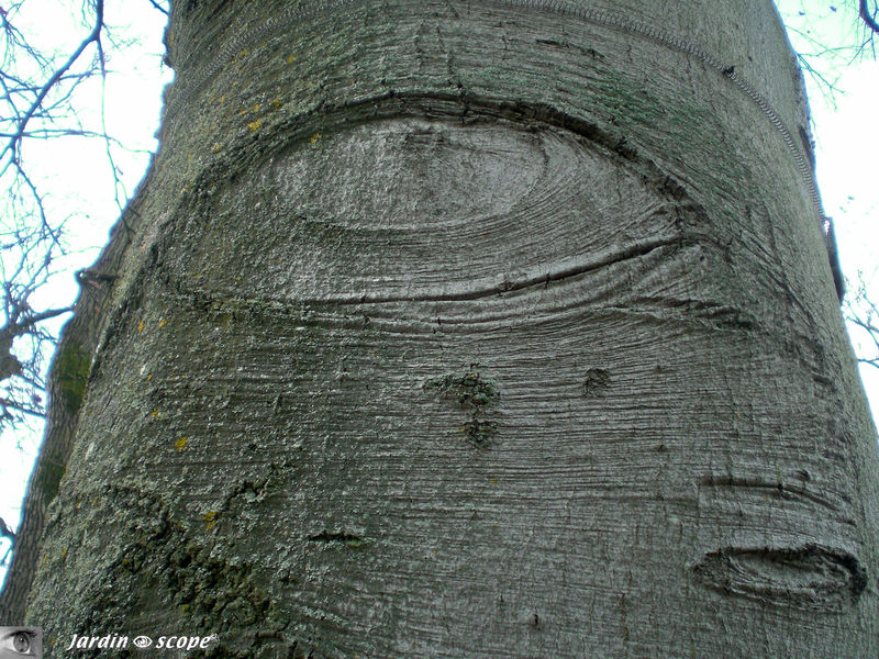 Hêtre pourpre • Fagus sylvatica 'purpurea' • Famille des Fagaceae