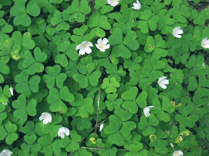 oxalis-montana-ha-mlovit-b