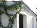 Passiflore_sur_le_b_cher