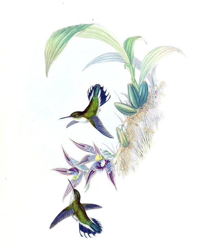 colibri beau