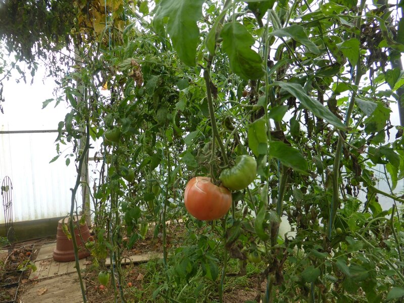 20-tomates-serre (4)