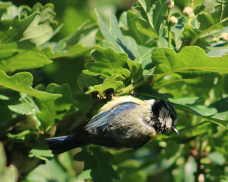 mesange-bleue-juvenile2