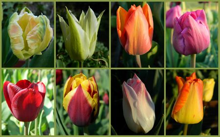 tulipes