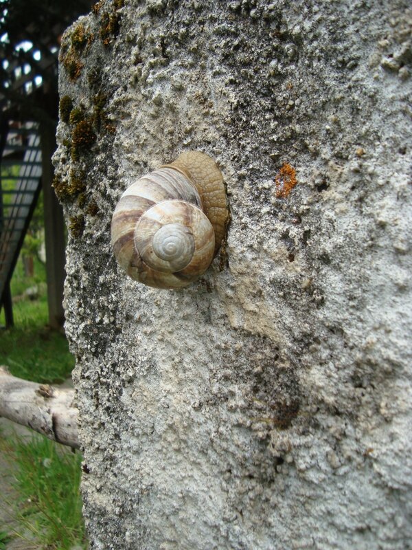 Escargot