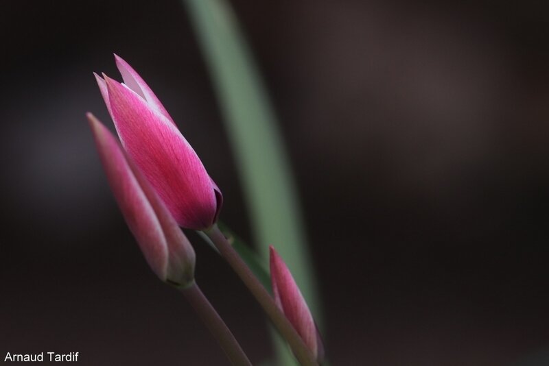 00393 Maison Avril 2019 - Tulipe Bulbes Bretagne