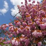 a a a printemps-001
