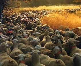 Transhumance