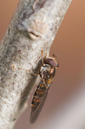 episyrphus_balteatus_3__syrphe_ceintur__