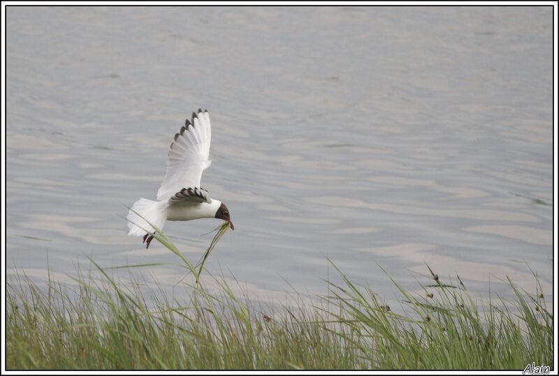 Mouette rieuse