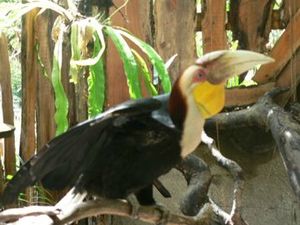 Zoo Bali 037