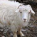 Le <b>cachemire</b> est une laine provenant de la chèvre <b>cachemire</b>.