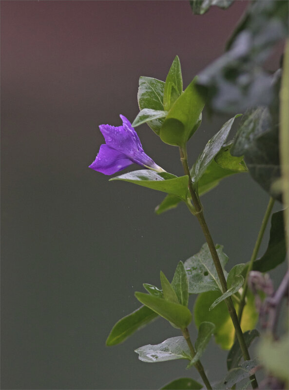 Pluie fleur pervenche 280220