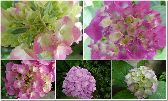 bouquets divers cour et jardin1