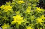 Euphorbia polychroma