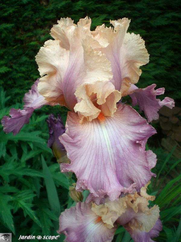 Iris 'Sweet Musette'