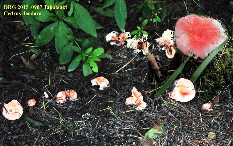 Russula_bella_2015_0907__mont_