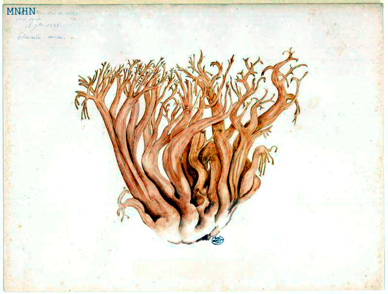 p 106 Clavaria aurea 12 7bre 1888 Sallanches bois de hêtre et de sapins Jean-Henri FABRE