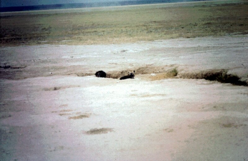 amboseli hyene f