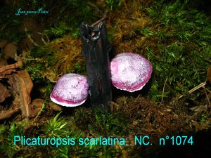 Plicaturopsis scarlatina