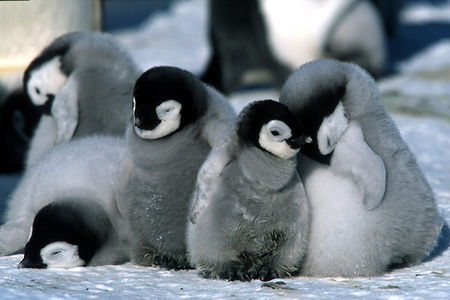 pingouins_bebes