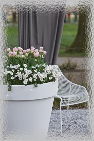 mariage_blanc_rosewtmk