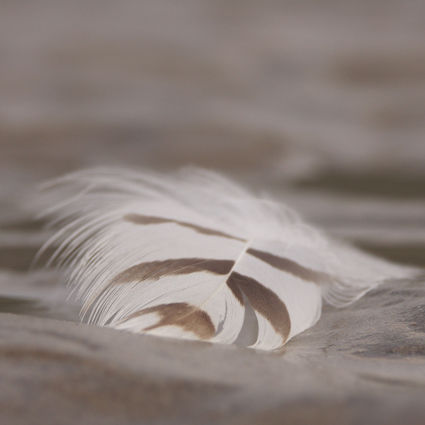 Plume_04