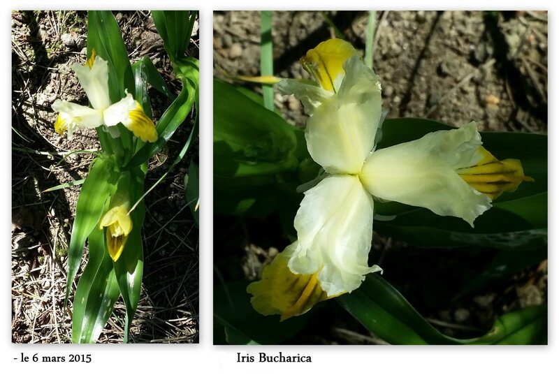 15 04 06 Iris bucharica