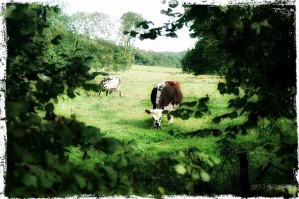 vaches2