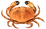 pechpi1