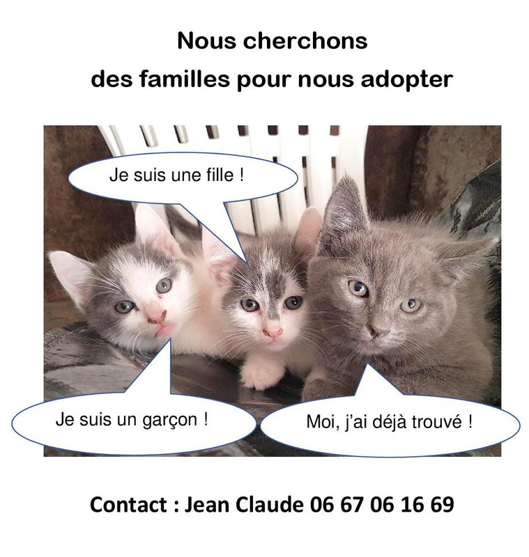Affiche chatons 1010