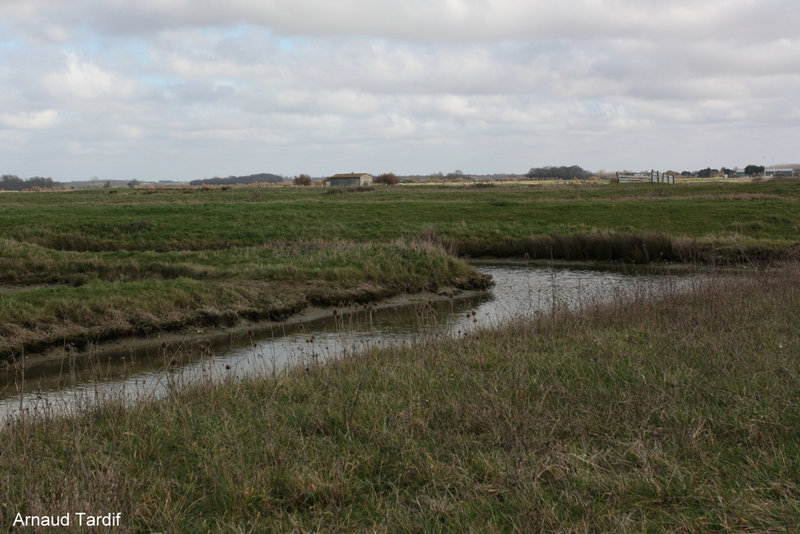 00474 Oléron Février 2022 - Les Marais de la Seudre - Nieulle-sur-Seudre - A droite du Pont Neuf