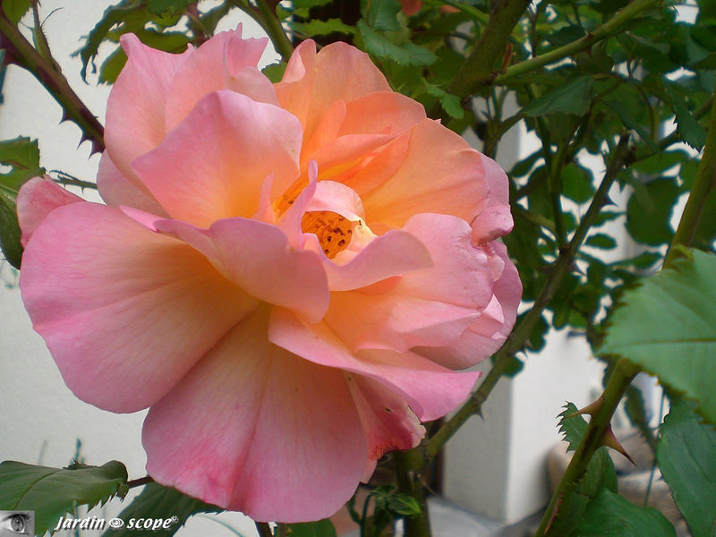 Rosier 'Westerland